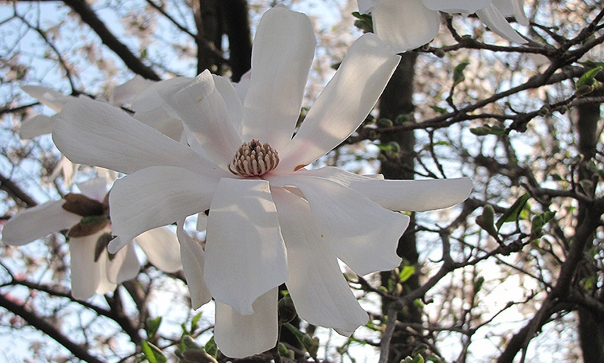 Image 5: Lot de 3 ou 6 plants de magnolia