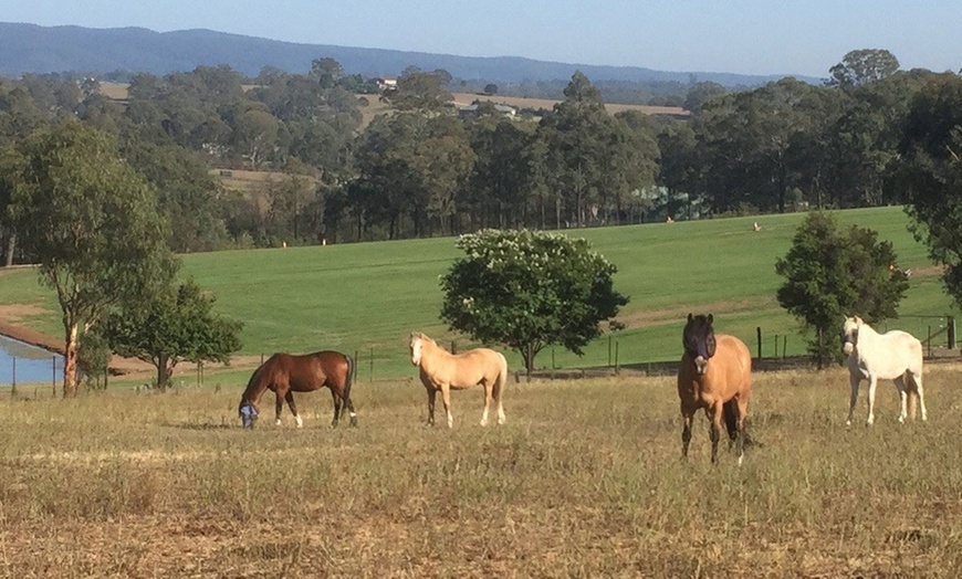 Image 5: Grooming & Horse Riding Session