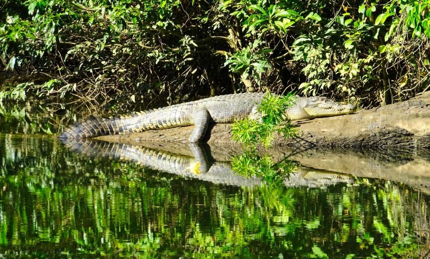 Image 2: Rainforest & Wildlife Cruise at Crocodile Express Daintree Cruises