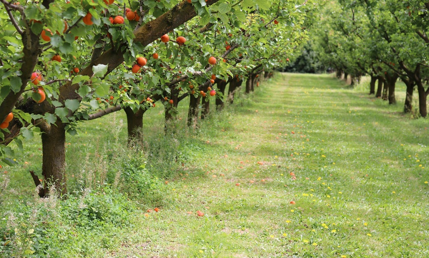 Image 5: Set di 5 alberi da frutta 