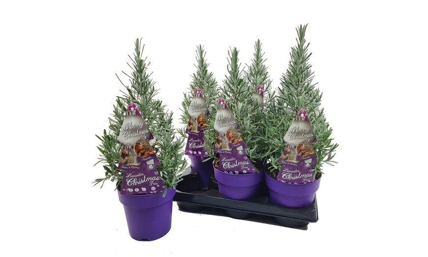 Image 5: Festive Rosemary or Lavender Christmas Tree - 1 or 2 Potted Plants