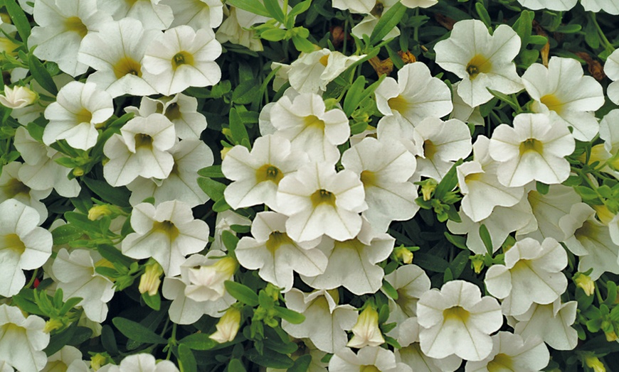 Image 5: Calibrachoa Million Bells Plant