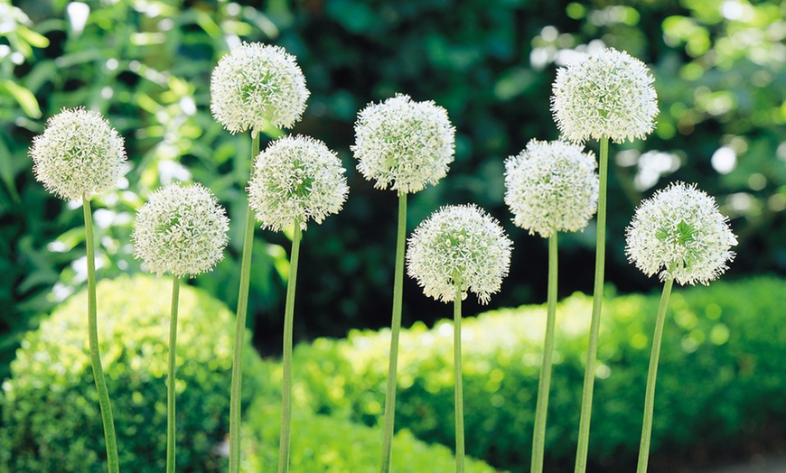 Image 4: 101 Mixed Allium Bulbs