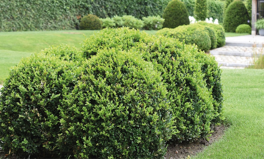 Image 8: Up to Two Buxus Sempervivum Ball Plants with Optional Biscotti Planter