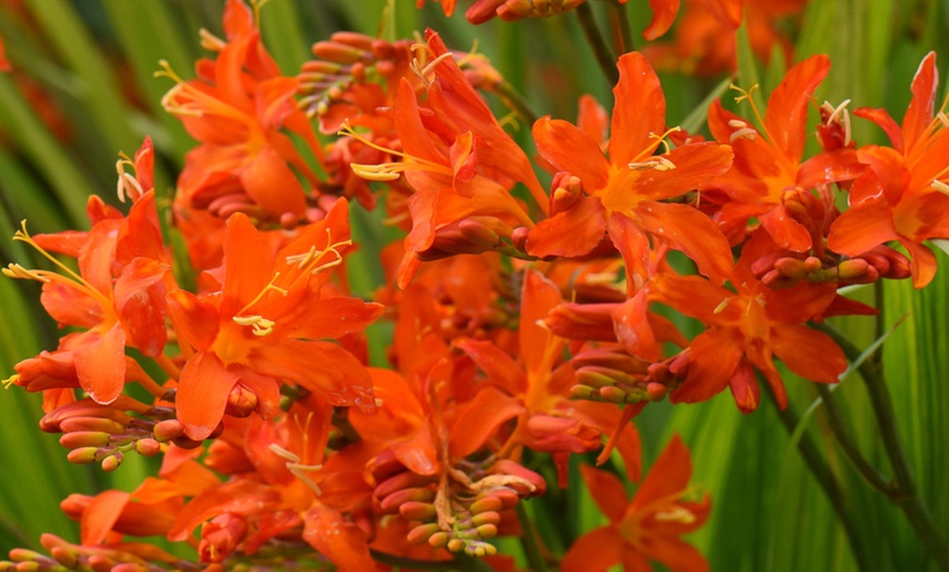 Image 1: 5 or 10 Crocosmia Spitfire Bulbs