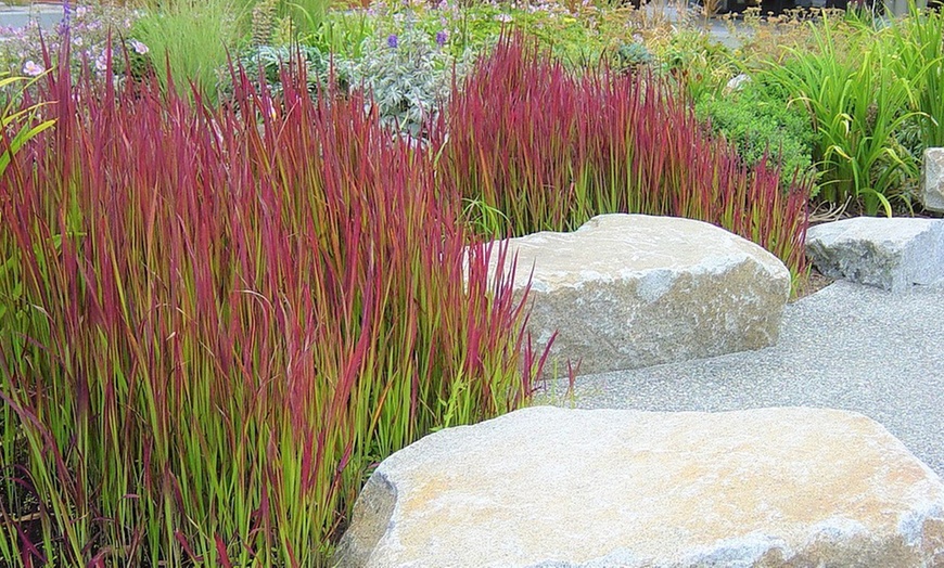 Image 1: Japanese Red Grass