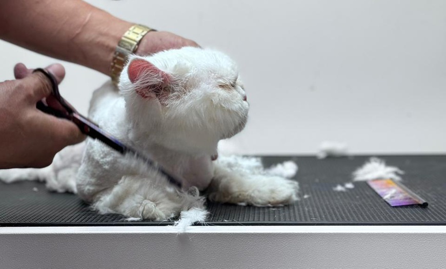 Image 3: Grooming for Cats or Dogs at The Ark Animal Clinic