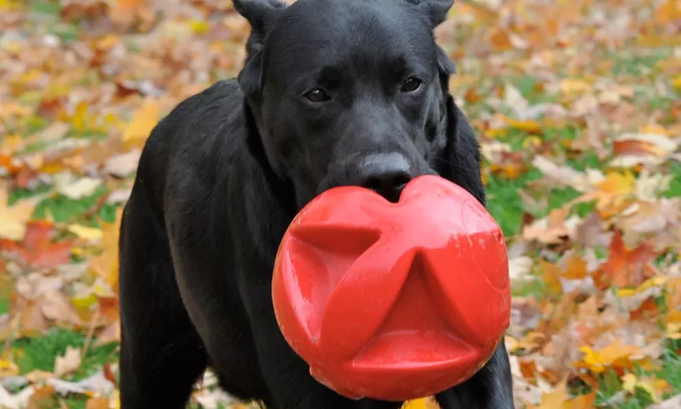 Durable Clutch-Ball Dog Toys - Primary Image