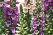 12 or 24 Foxglove Dalmatian Mix Plants - Image 3