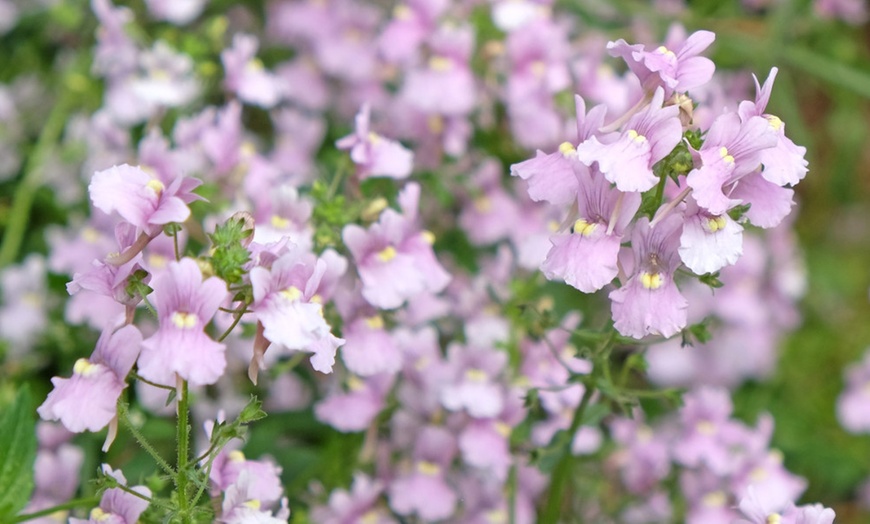 Image 2: Super-Scented Hardy Nemesia Confetti - 5 or 10 Plants
