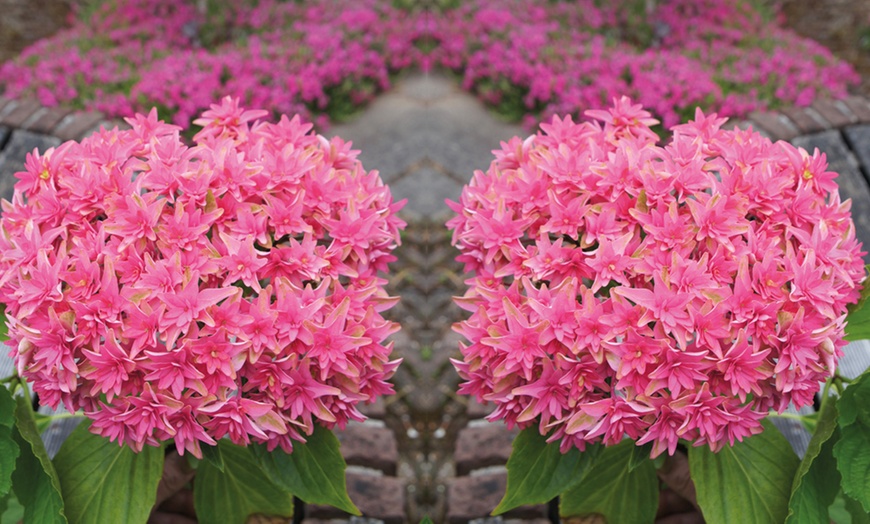 Image 2: Hydrangea Princess Diana Plant