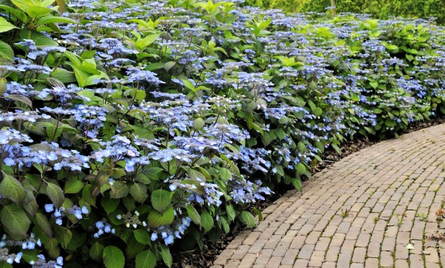 Image 4: Hydrangea serrata 'Summer Glow'-planten