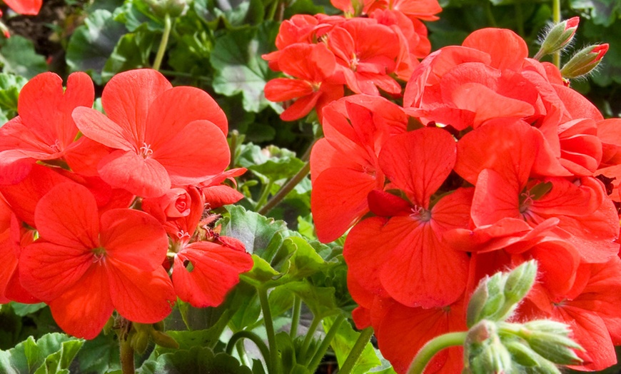 Image 10: Geranium 'Best Red' F1 Hybrid