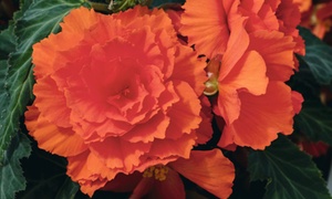  24, 36 or 72 Begonia Non-Stop Mocca Bright Orange Plants 