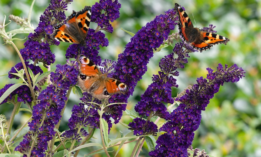 Image 2: Sunny Border Hardy Shrubs