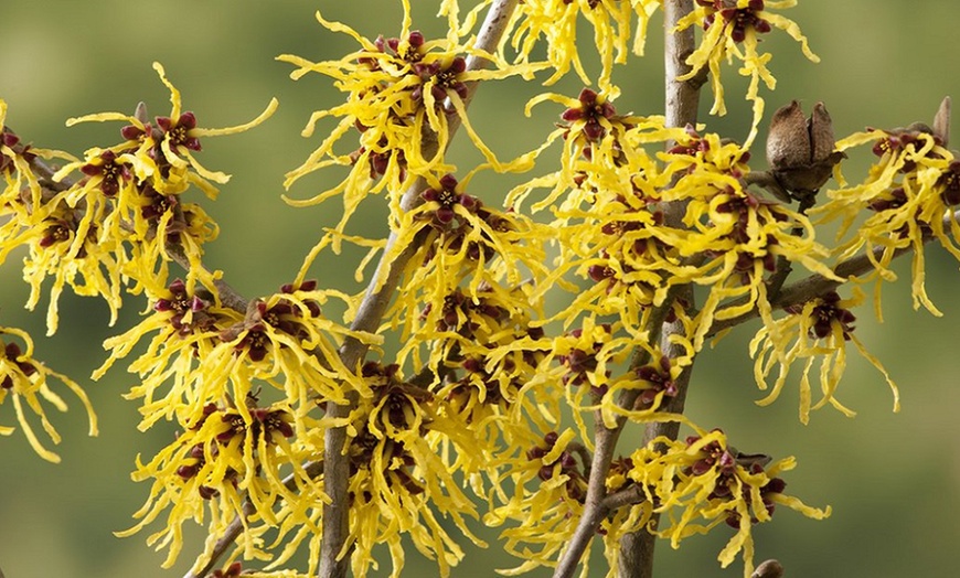 Image 2: Witch Hazel Shrub