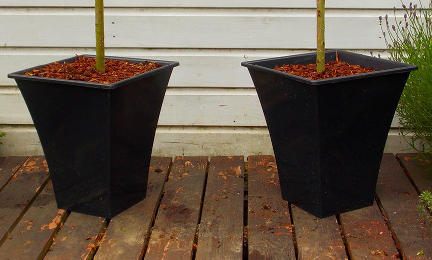 Image 3: Two Salix Flamingo Trees