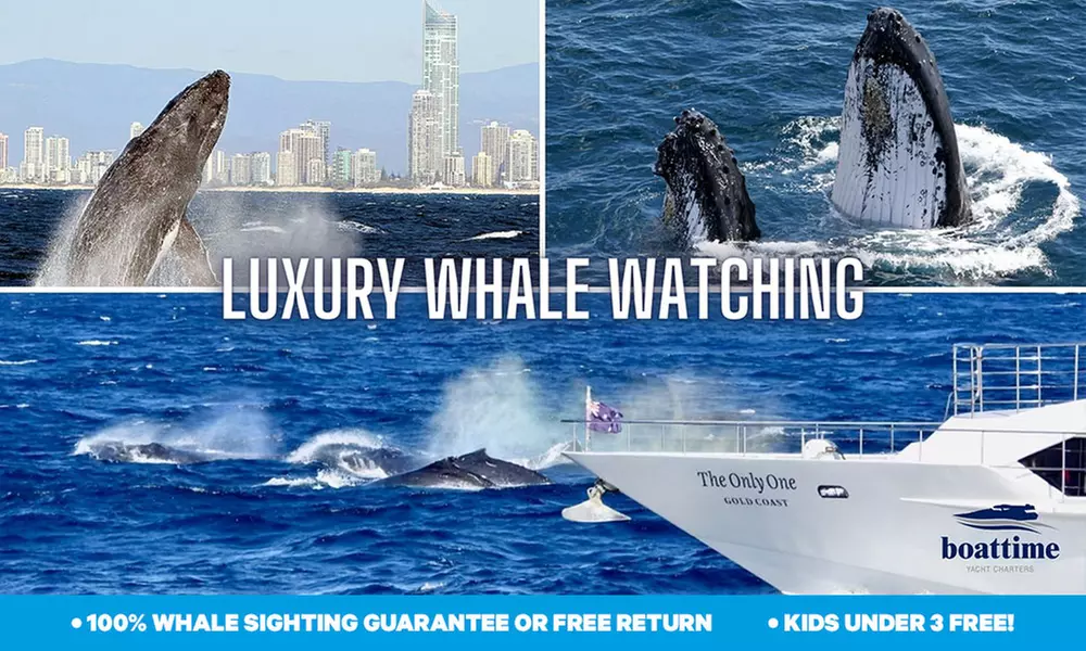 Embark on a Memorable 2.5-Hour Whale Watching Tour for One Child or One, Two or Four Adults ( Up to 29% Off ) - Primary Image