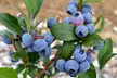 3er- oder 6er-Set Heidelbeeren (Vaccinium corymbosum), inkl. Versand - Second Medium
