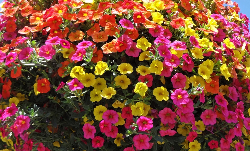 Image 1: Calibrachoa Million Bells Plant