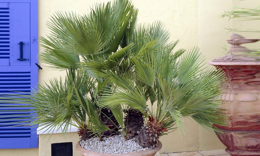 Image 2: Set of Outdoor Palm Trees