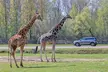 1 billet adulte ou enfant pour une visite au Zoo Safari de Thoiry - Second Medium