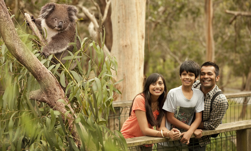 Image 5: Penguin Parade, Milking Farm & Koala Park Day Tour