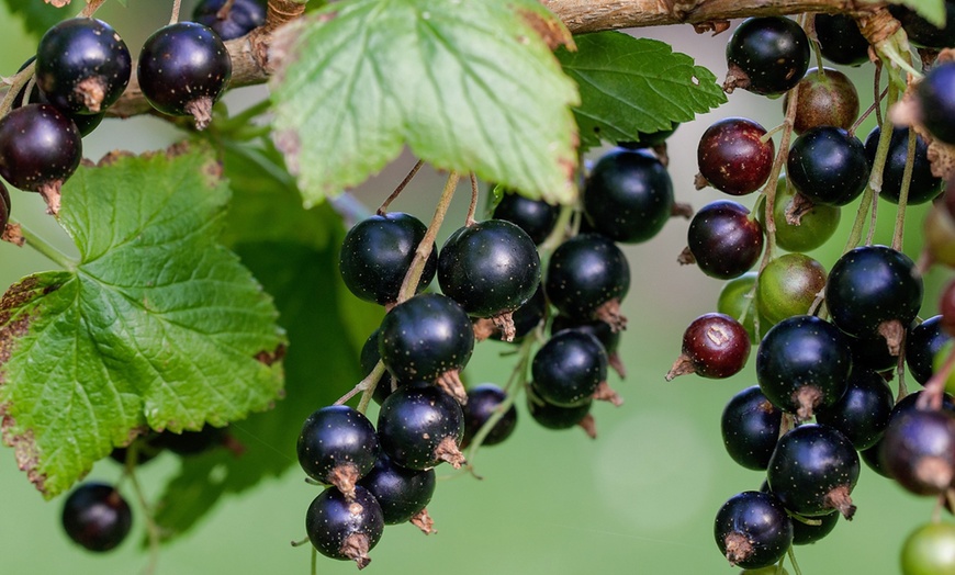 Image 3: 3er-Set schwarze Johannisbeerpflanzen "Ribes nigrum"