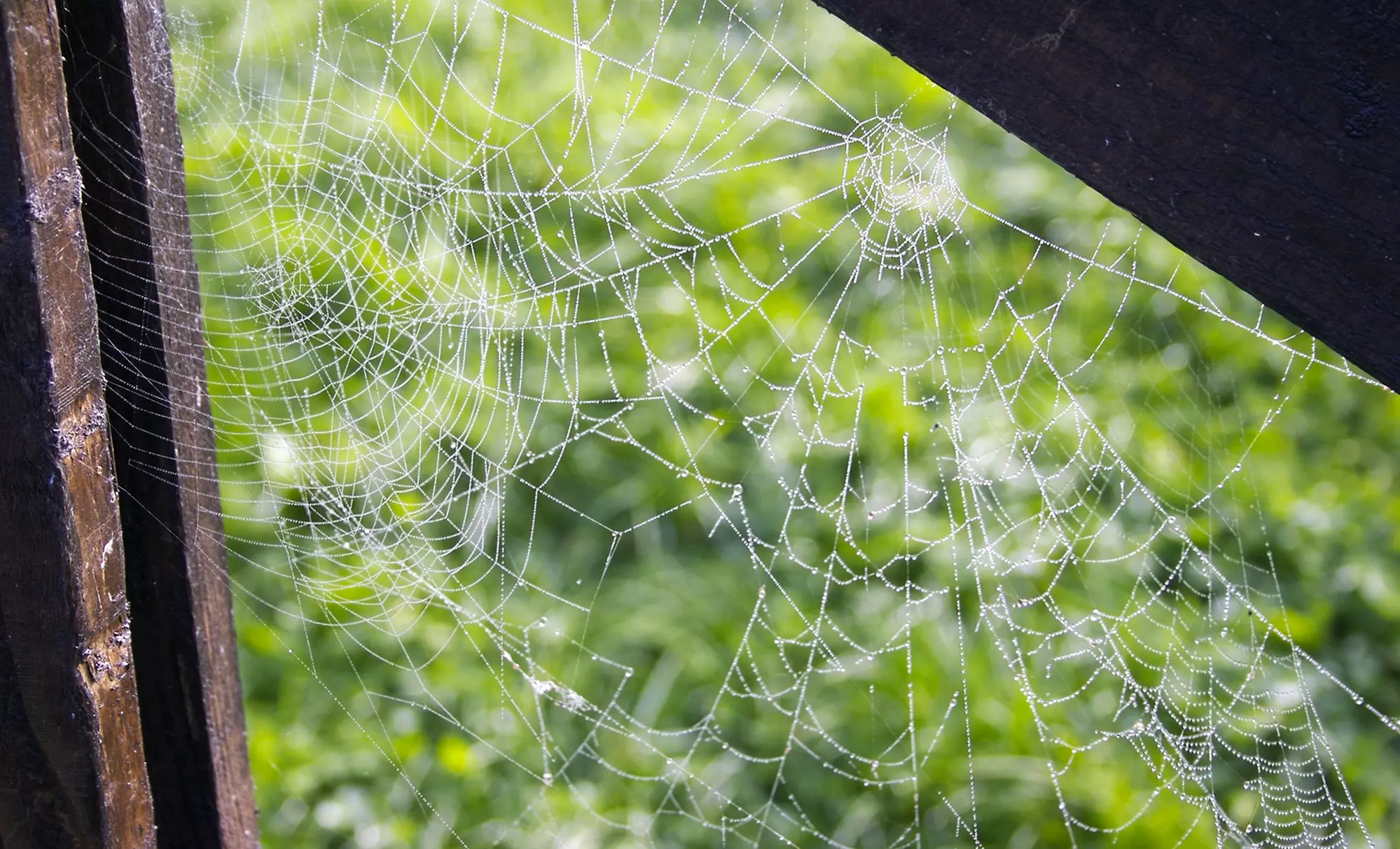 Spider & Insect Spraying for a Small, Medium or Large House from Glory Fire Lawn Care (Up to 53% Off) - Primary Image