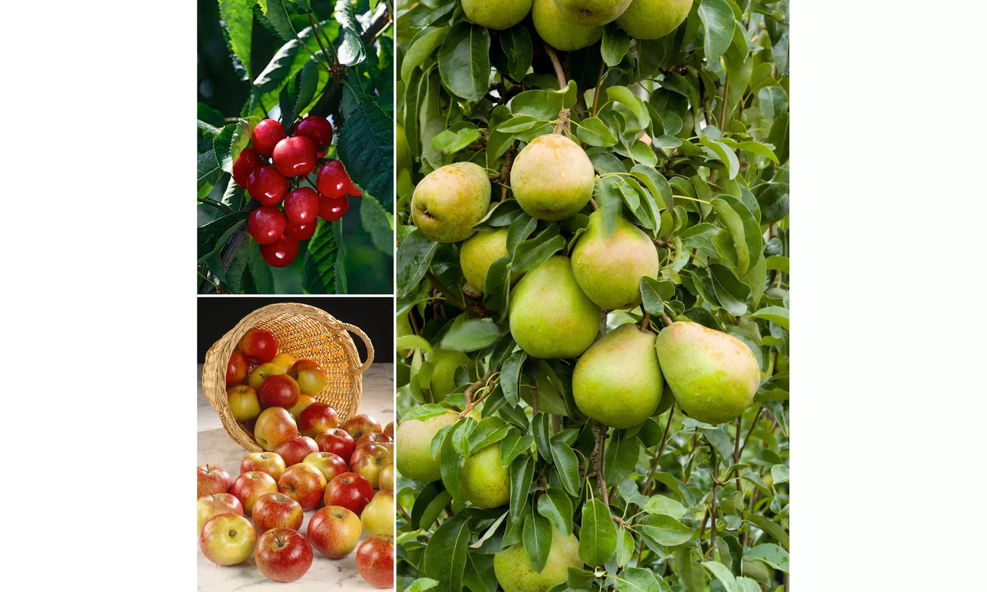 3, 5 of 10 fruitbomen