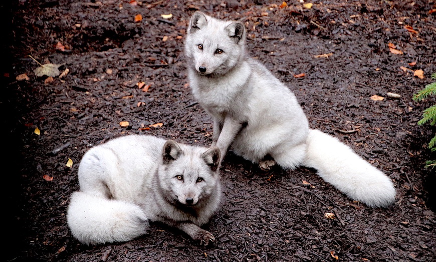 Image 11: Zoo Entry: Child £7.95, Adult £11.45 at Dudley Zoo and Castle