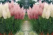 3er- oder 6er-Set Pampasgräser "Cortaderia selloana" in Weiß oder Rosa - Second Medium