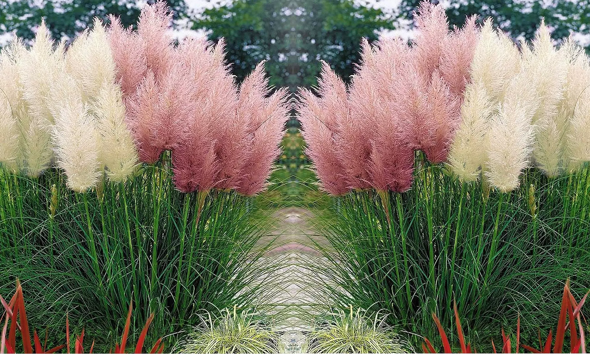 3er- oder 6er-Set Pampasgräser "Cortaderia selloana"