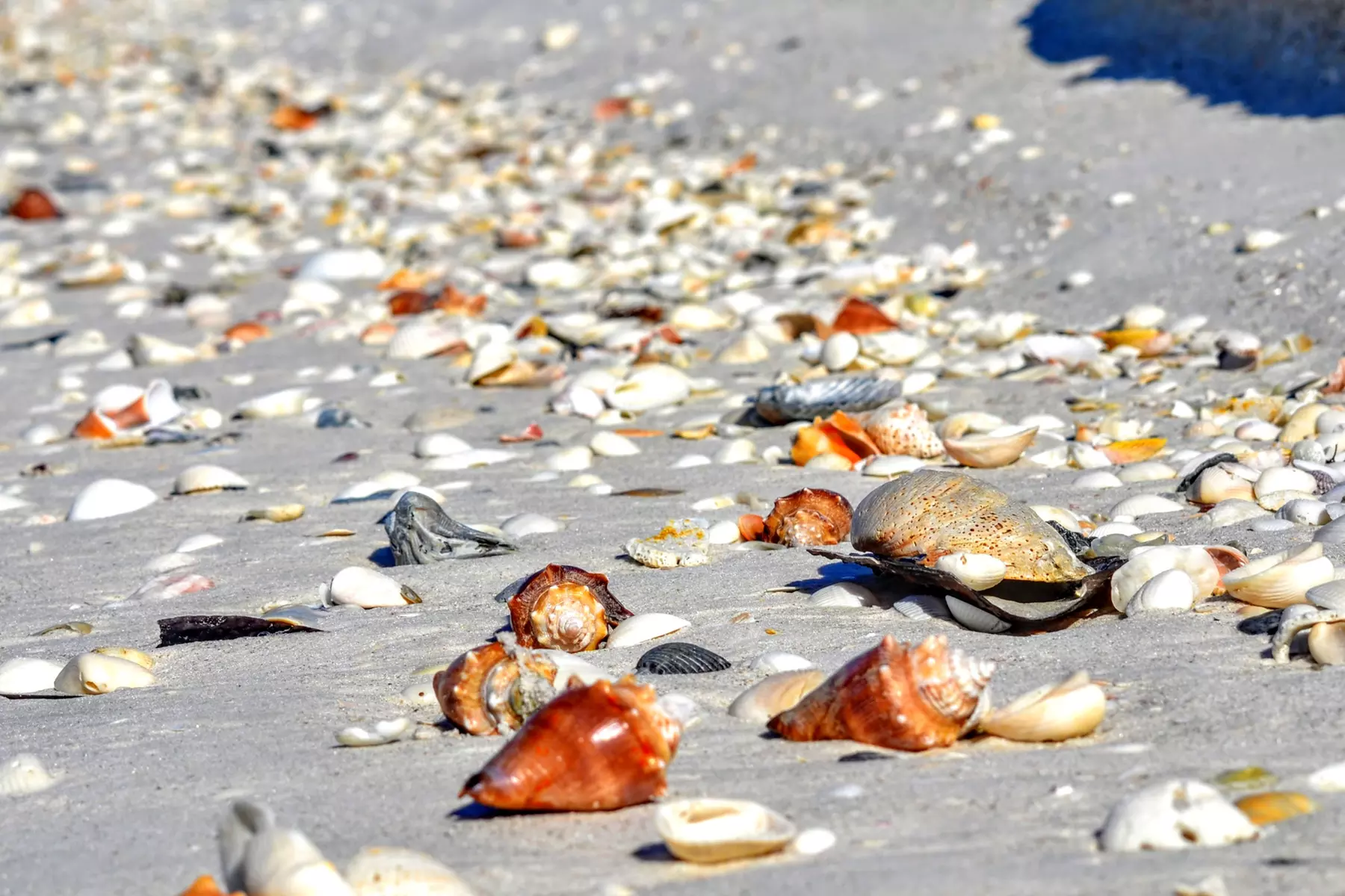 Up to 37% Off Dolphin Watch/Eco Tour from Pure Florida