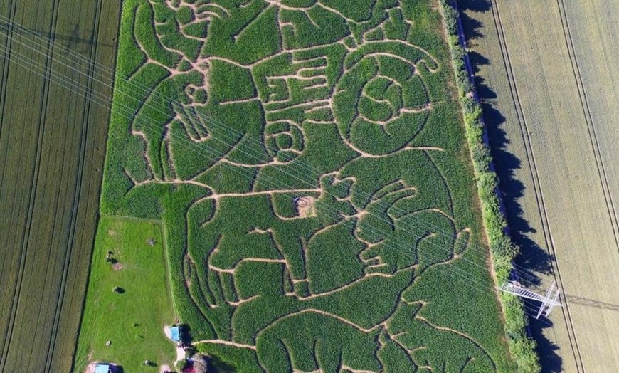 Image 5: Maislabyrinth bei Horb