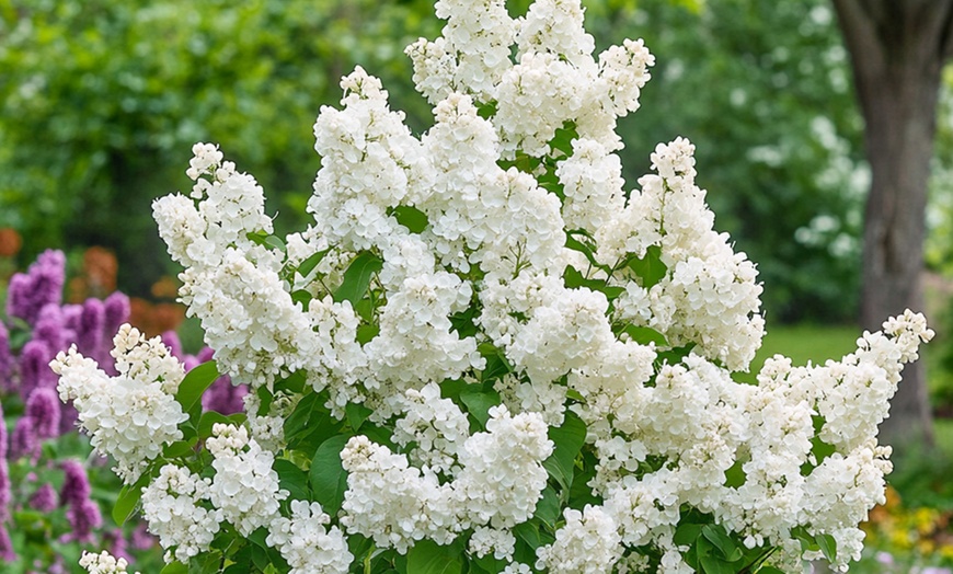 Image 10: Set de 4 lilas de variedad a elegir, entregadas en maceta, de Rootz