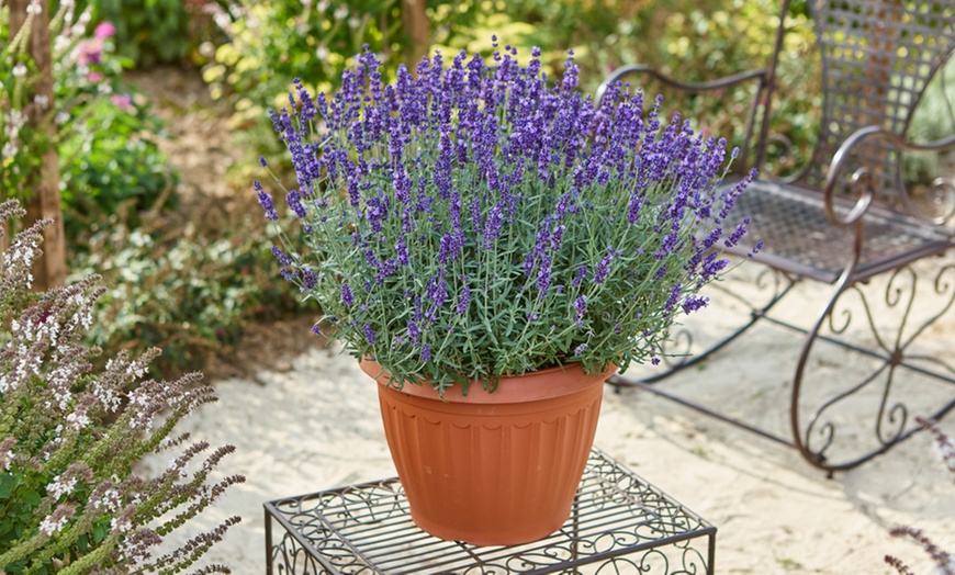 Image 4: 5, 10 or 20 Hardy English Lavender Plants