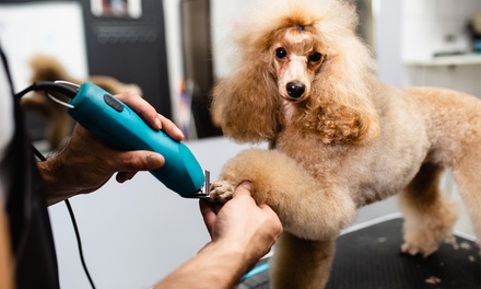 Basic Grooming for Small Dog