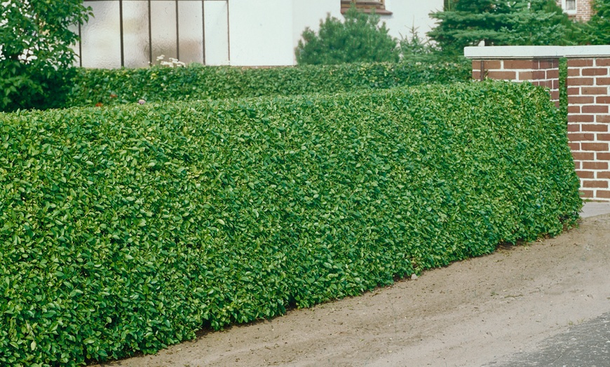 Image 1: Green Privet Hedge Plants