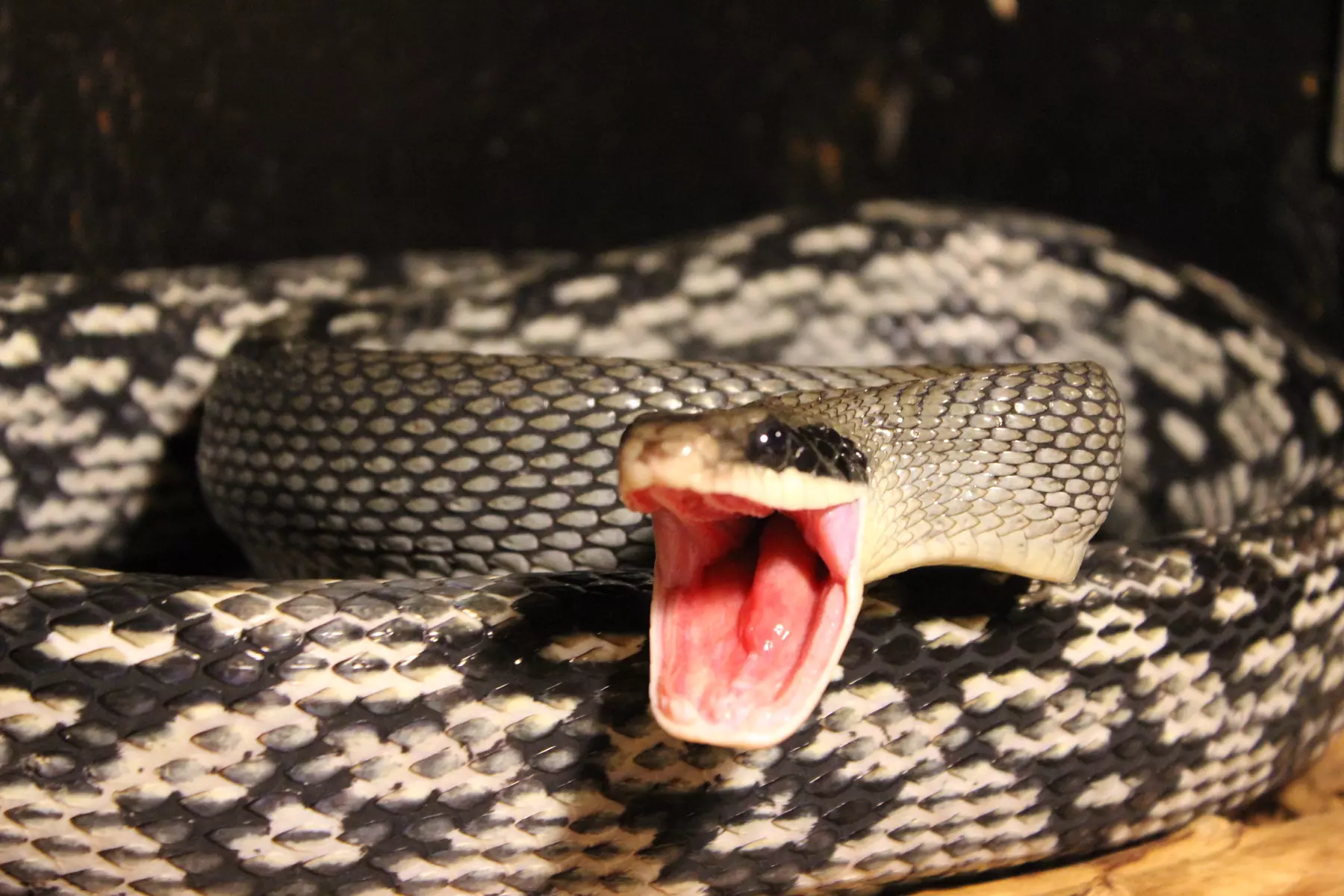 Discover Over 400 Animals at Branson's Wild World Zoo & Aquarium