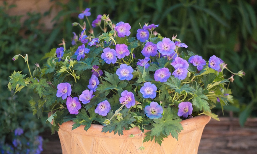 Image 2: Geranium Rozanne Plant in 2L Pot