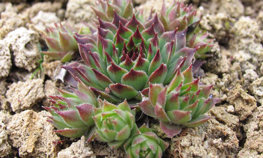 Image 6: Set de plantes Sempervivum