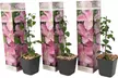 3er-Set Waldreben (Clematis) - Second Medium