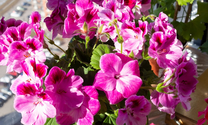 Regal Pelargonium Plug Plants | Groupon