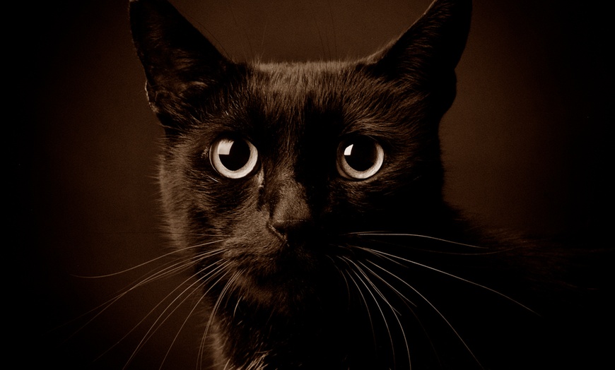 Image 7: Family Portrait, Pet Photography, or Couples Photoshoot Experience