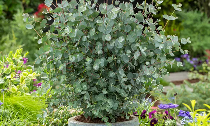 1 o 2 plantas eucalyptus gunni 'Azura' con maceta incluida - Second Medium