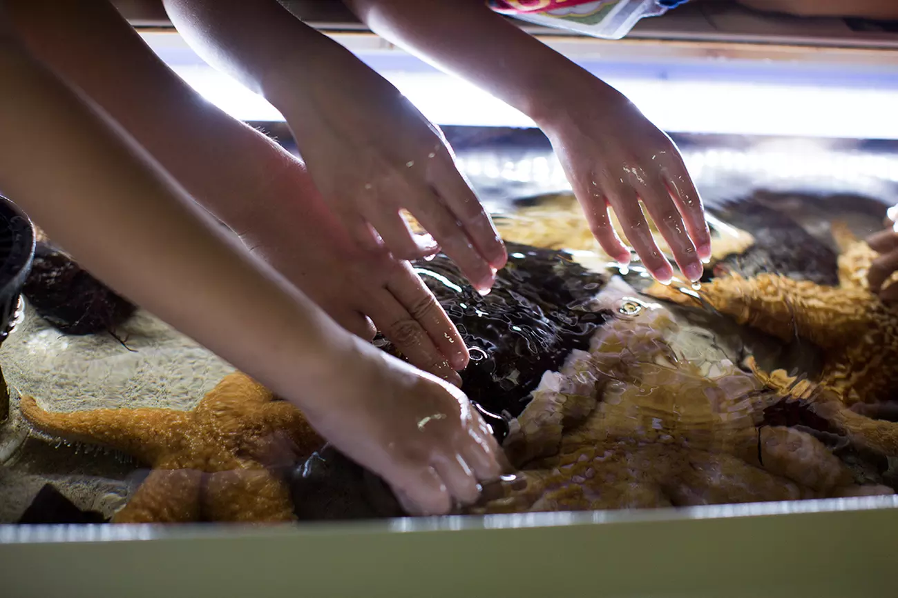 Up to 30% Off on Aquarium Visit at Santa Monica Pier Aquarium