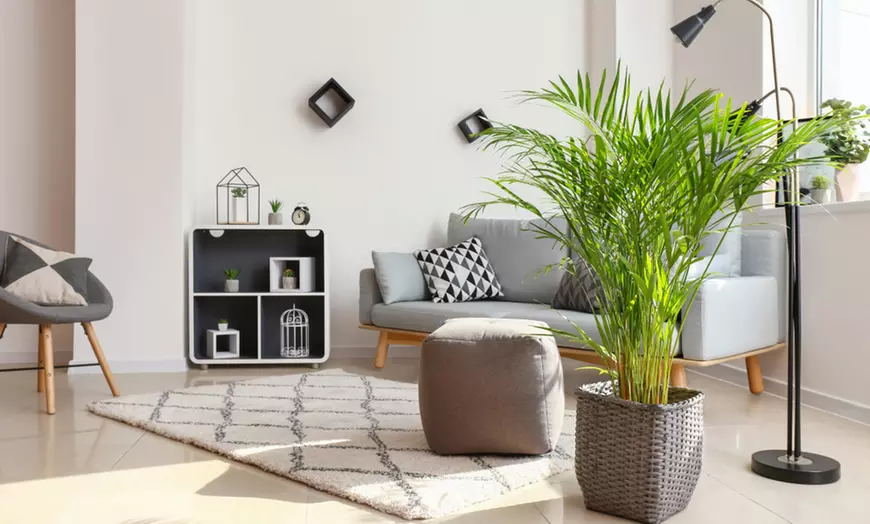 Image 3: Gouden fruitpalm en Mexicaanse dwergpalm