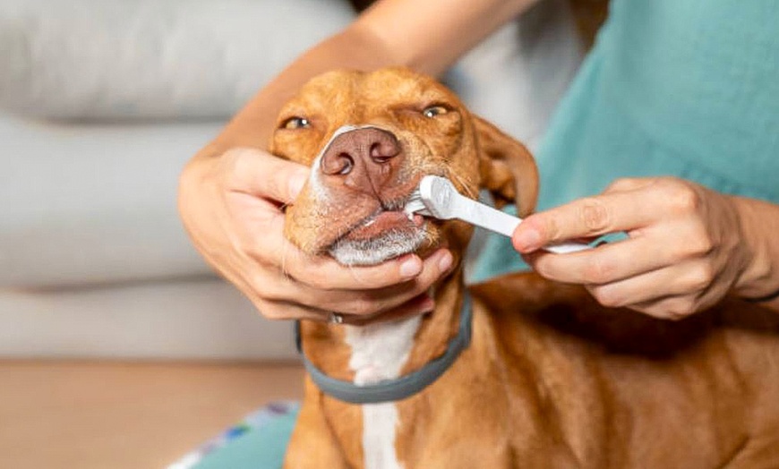 Image 8: Baño completo de perro pequeño, mediano o grande, corte de uñas y más