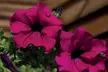 Up to 100 Petunia Surfina Mixed Plants - Image 6